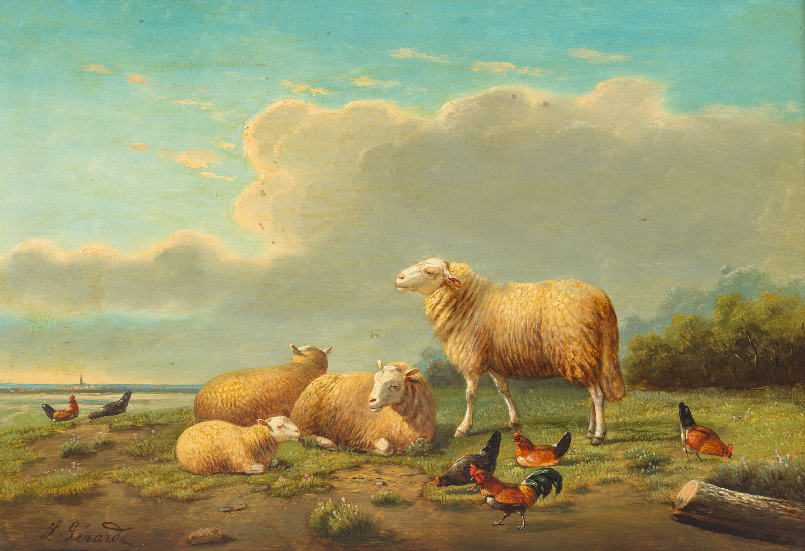 schapen 1