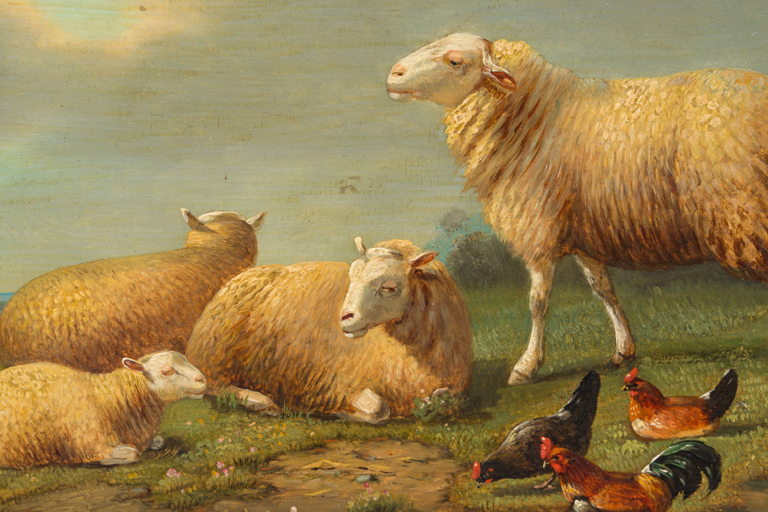 schapen 4